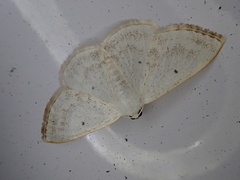 Lomographa temerata