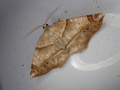 Endropiodes indictinaria