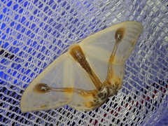 Macrocilix mysticata watsoni