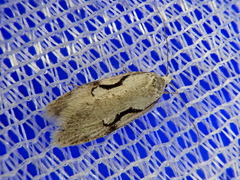 Semioscopis japonicella