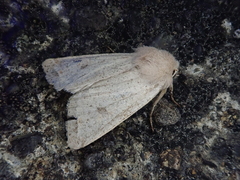 Orthosia fausta