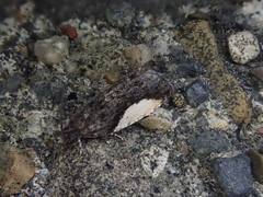 Statherotmantis shicotana