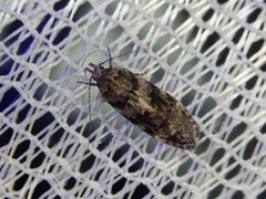 Teleiodes linearivalvata