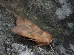 Diarsia canescens