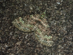 Chloroclystis excisa