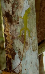 Anolis punctatus