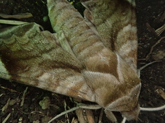 Acosmeryx naga