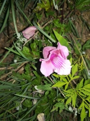 Pedaliaceae