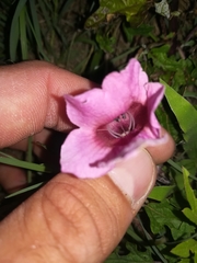 Pedaliaceae