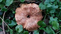 Fungi