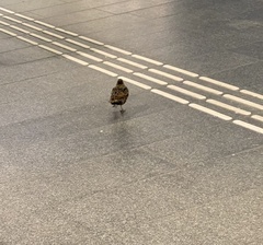 Sturnus vulgaris