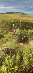 Dierama latifolium