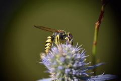 Philanthus triangulum