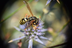 Philanthus triangulum