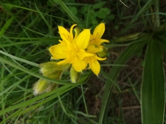 Hypoxis rigidula