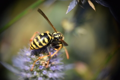 Philanthus triangulum