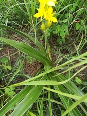 Hypoxis rigidula