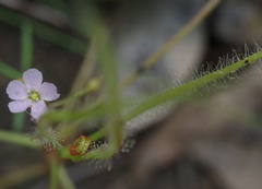 Drosera serpens