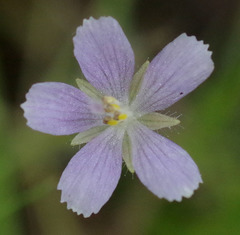 Byblis liniflora