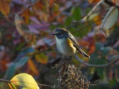 Tarsiger cyanurus