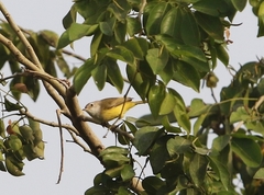 Eremomela pusilla