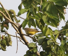 Eremomela pusilla