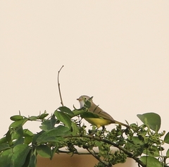 Eremomela pusilla