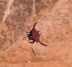 Gasteracantha falcicornis