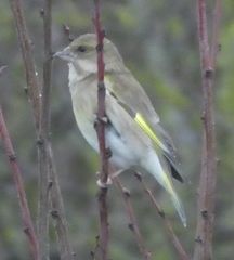 Chloris chloris