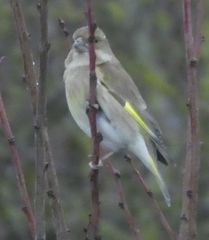 Chloris chloris