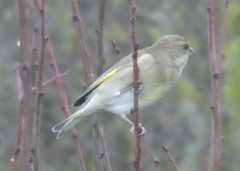 Chloris chloris