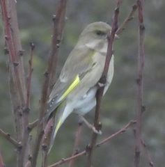 Chloris chloris