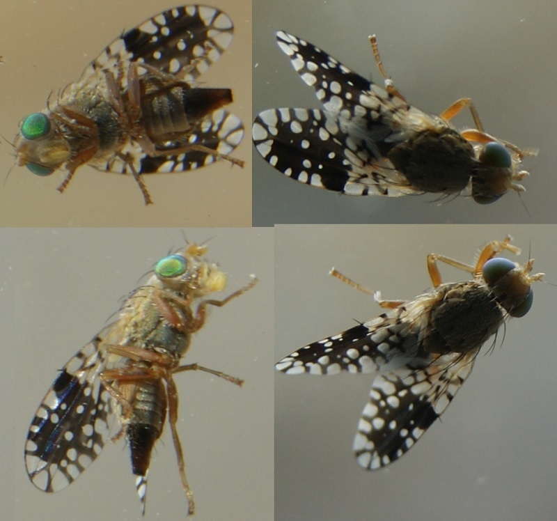 Tephritis pulchra
