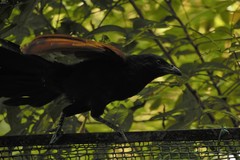 Centropus sinensis