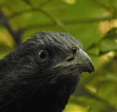 Centropus sinensis