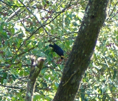 Gracula indica
