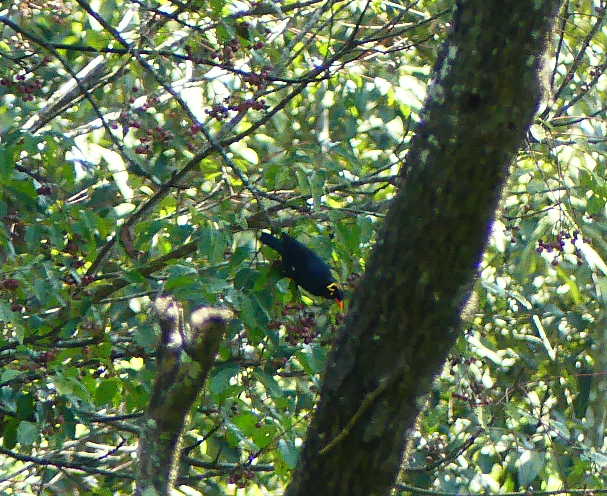 Southern Hill Myna