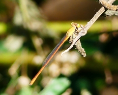 Ceriagrion olivaceum