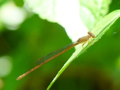 Ceriagrion olivaceum