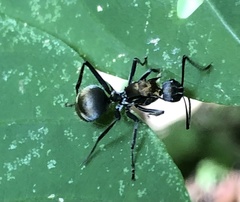 Polyrhachis militaris