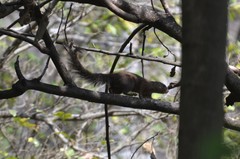 Paraxerus vexillarius
