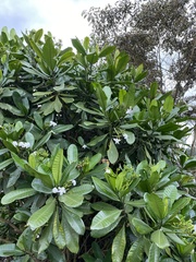Tabernaemontana stapfiana