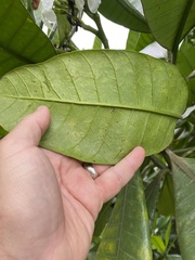 Tabernaemontana stapfiana