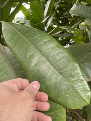 Tabernaemontana stapfiana