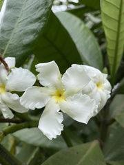 Tabernaemontana stapfiana
