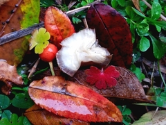 Fungi