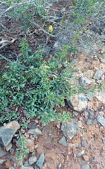 Hermannia diversistipula