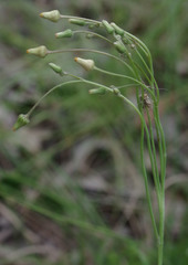 Blumea saxatilis