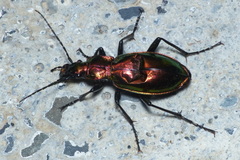 Carabus splendens