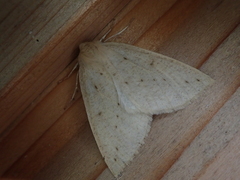 Descoreba simplex